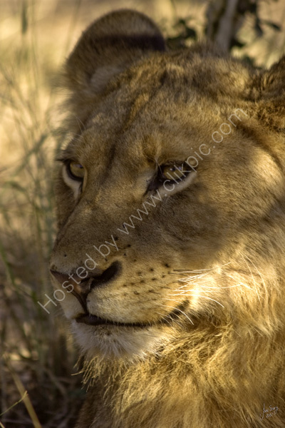 Young male member of Tsalala pride.
